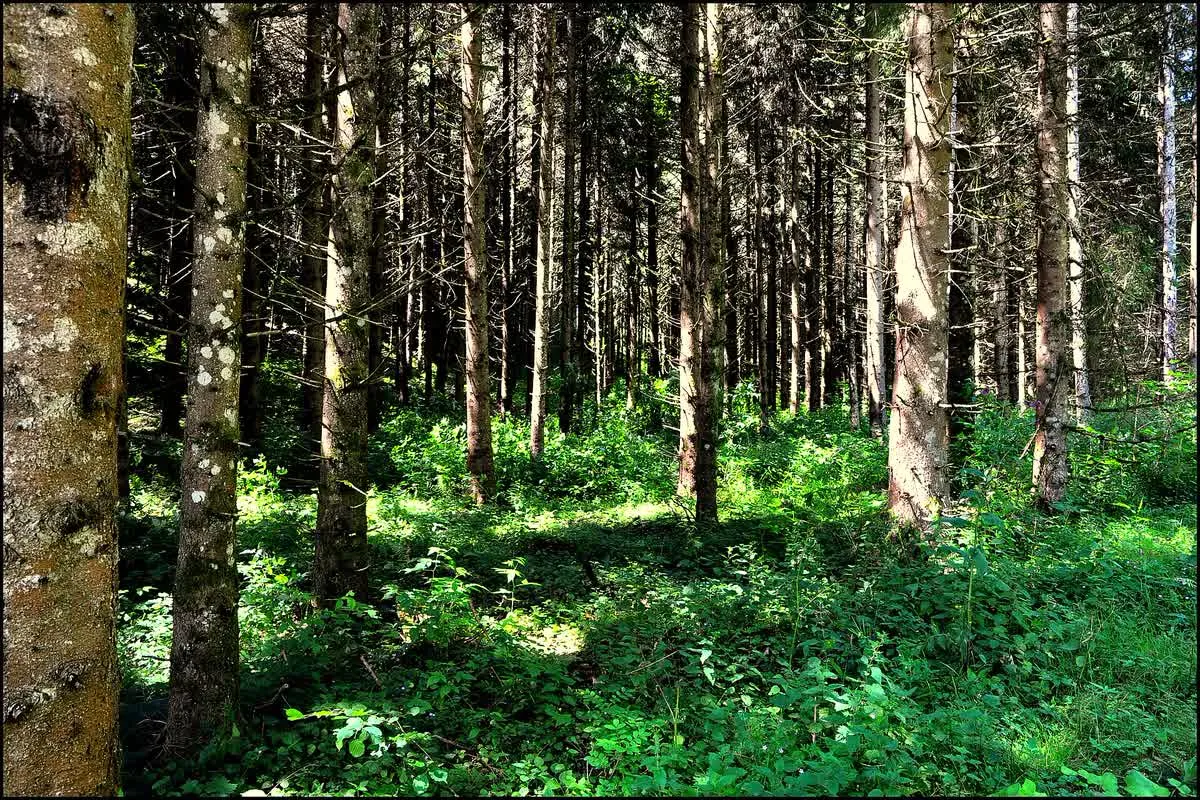Forêt de feuillus et de résineux du Haut-Doubs, sur le plateau calcaire