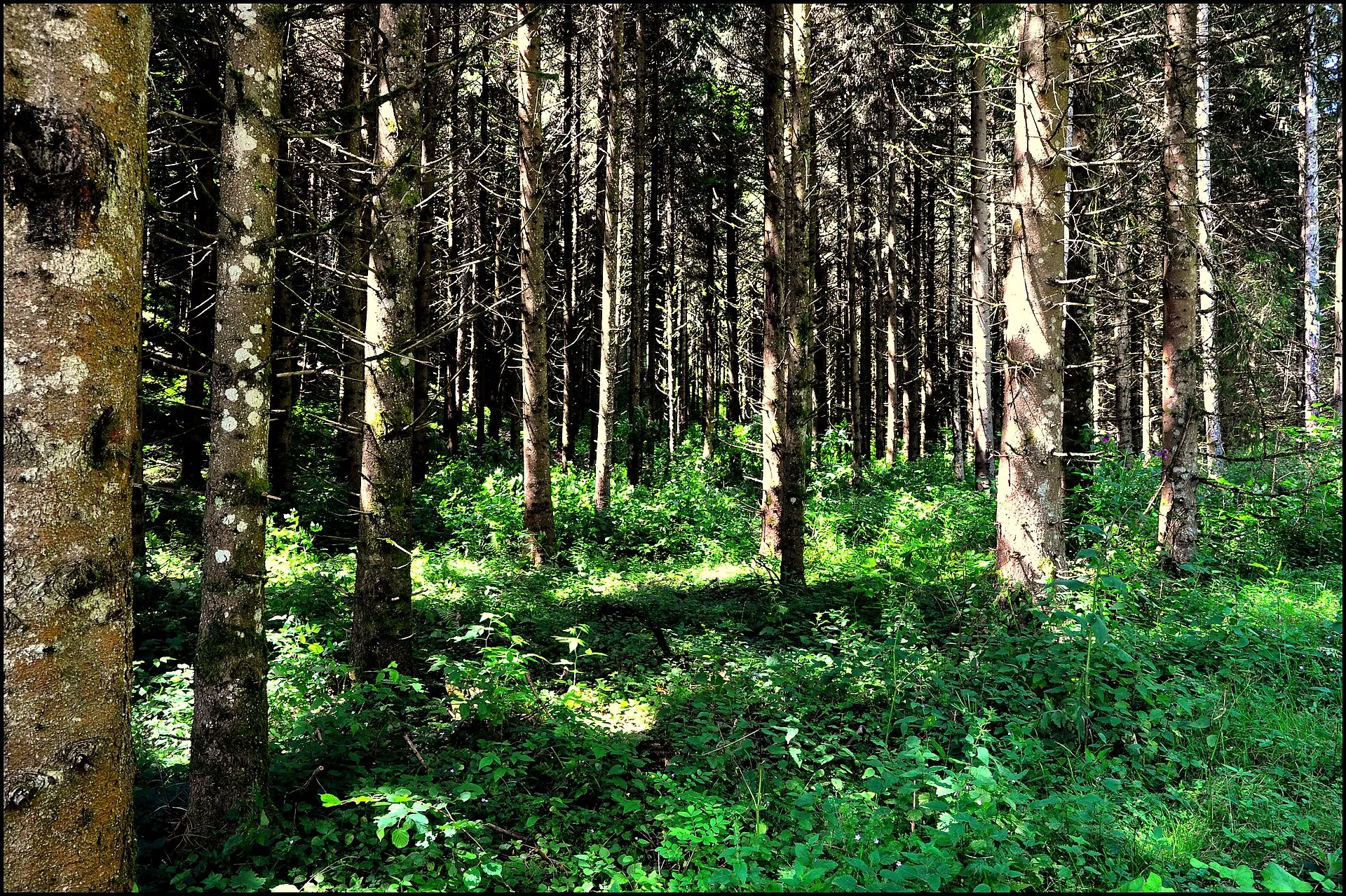 Forêt de feuillus et de résineux du Haut-Doubs, sur le plateau calcaire