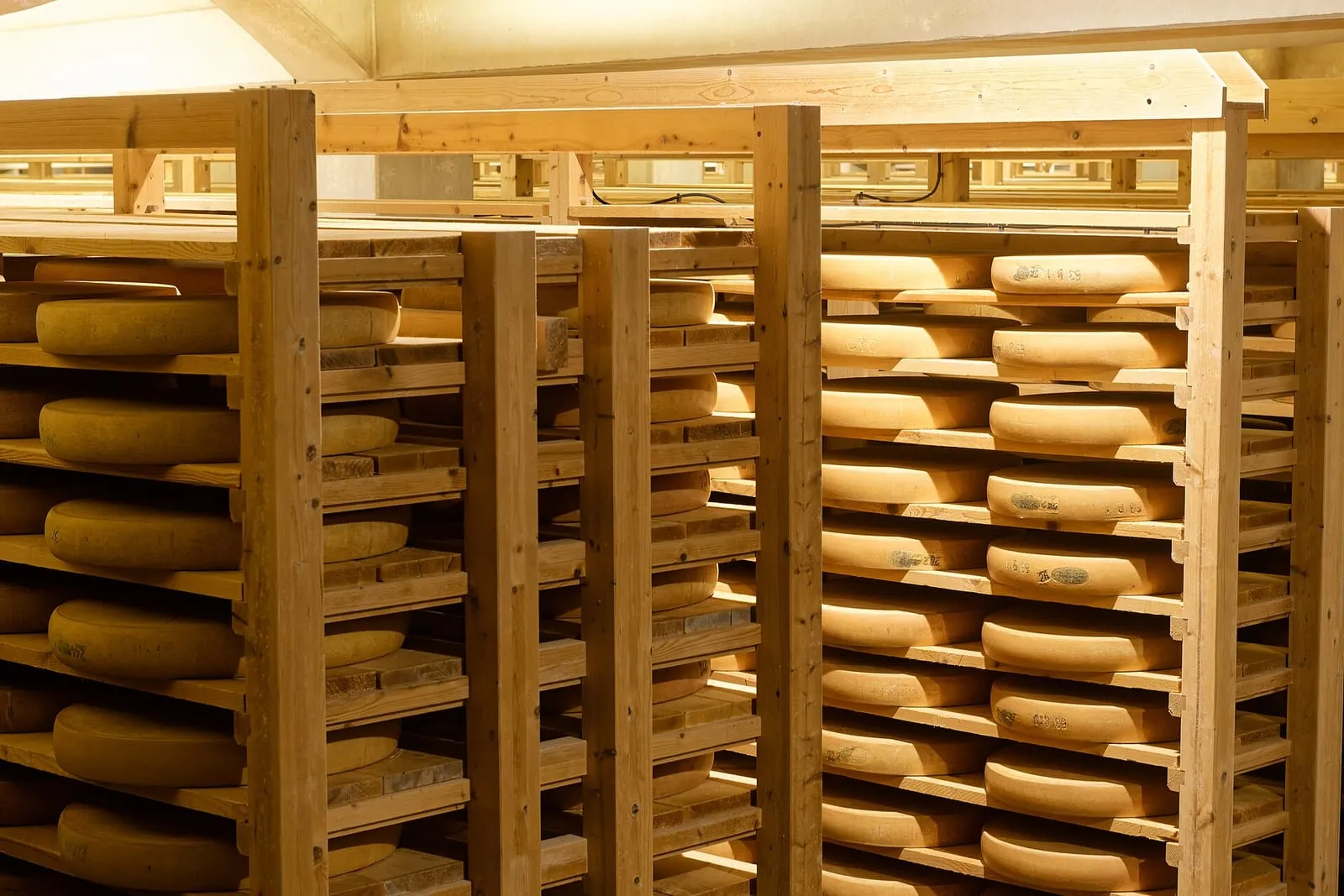 Meules de comté rangées sur des planches dans une cave d'affinage