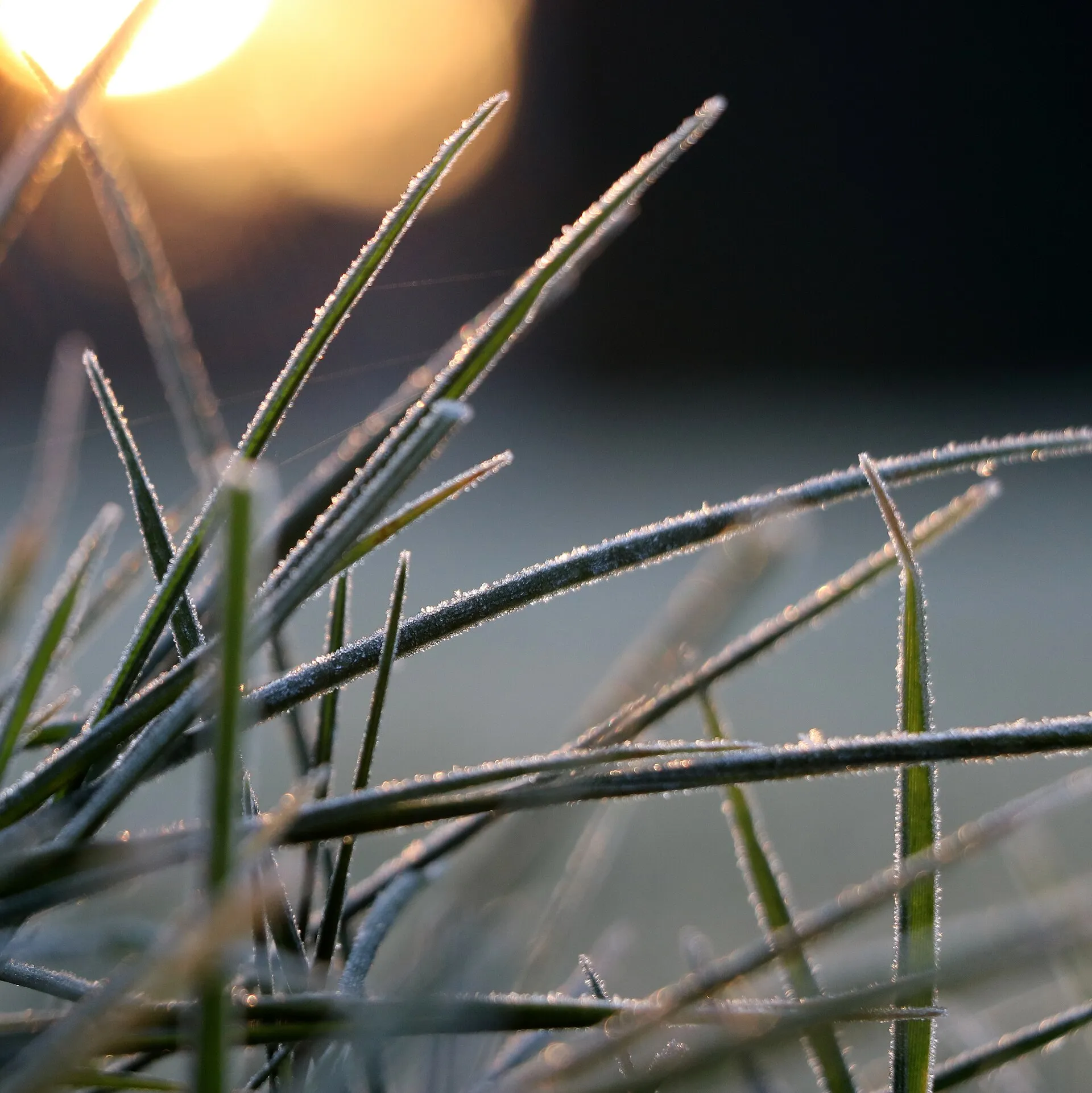 Gelée blanche accrochée à des brins d'herbe dans une prairie