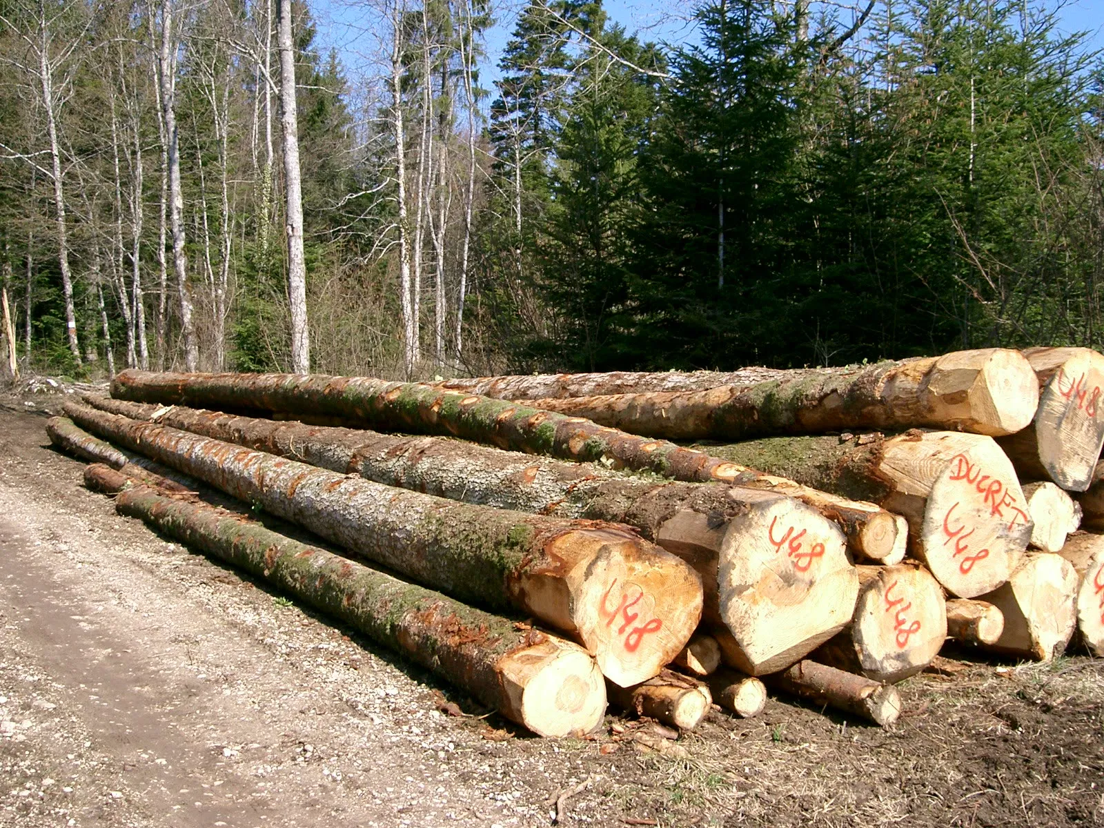 Grumes de résineux empilées en bord de forêt dans le massif du Jura
