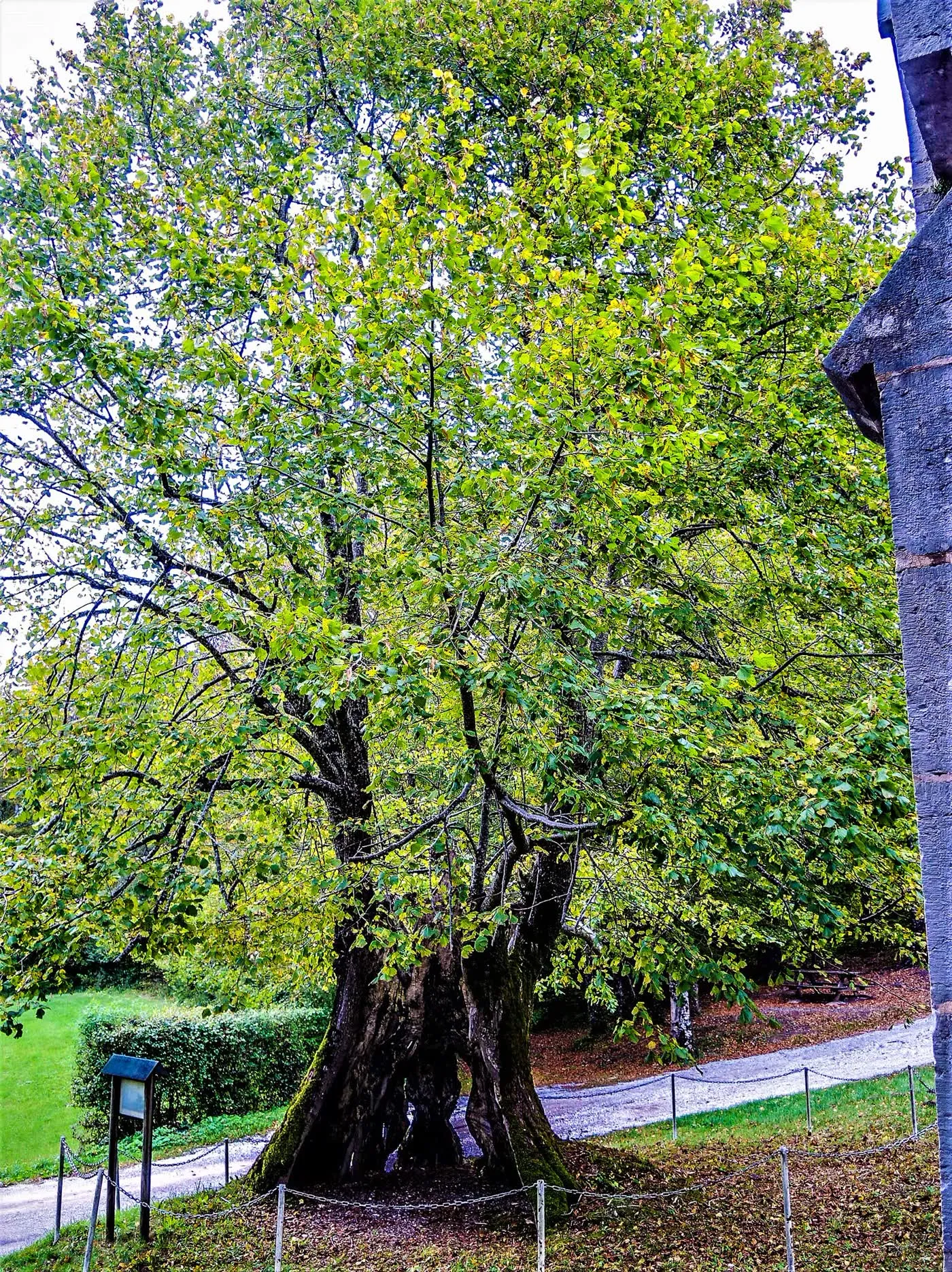 Le tilleul séculaire devant la chapelle Notre-Dame des Malades